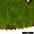 SpeciesSub: Bretschneideri Group
